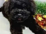 İrkinin En İyisi Black Toy Poodle Yavrularimiz