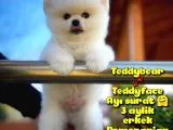 Ayı Surat Safkan Pomeranian Boo Oğlumuz TOPİTO