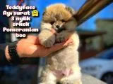 Ayı Surat Teddybear / Pomeranian Boo Oğlumuz PODO / Yavrupatiler