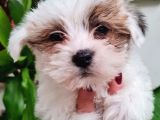 Shih-Tzu Bebeklerimiz