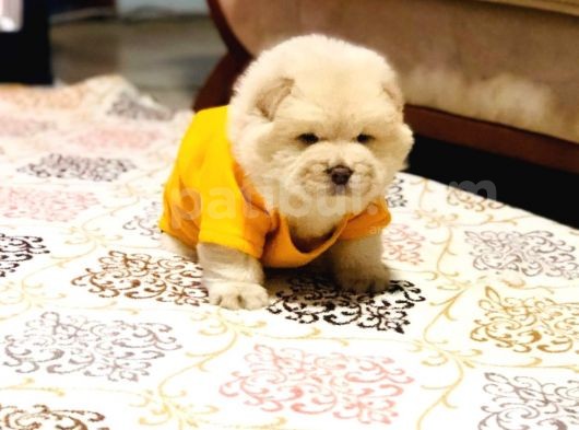 Chow Chow (Çin Aslanı) Yavruları