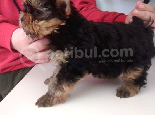 Pet Pasaportlu Microchipli Dişi Yorkshire Terrier görsel