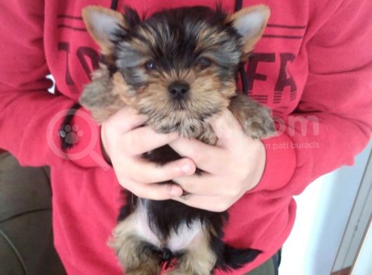 Pet Pasaportlu Microchipli Dişi Yorkshire Terrier görsel
