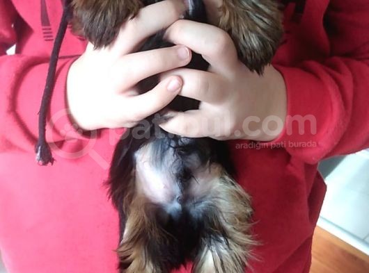 Pet Pasaportlu Microchipli Dişi Yorkshire Terrier görsel