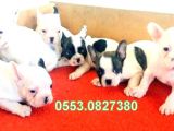 Erkek Di̇şi̇ French Bulldog Yavrular İzmi̇r
