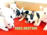 Erkek Di̇şi̇ French Bulldog Yavrular İzmi̇r