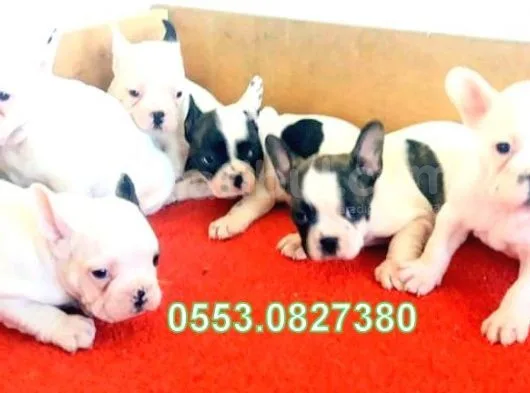 Erkek Di̇şi̇ French Bulldog Yavrular İzmi̇r
