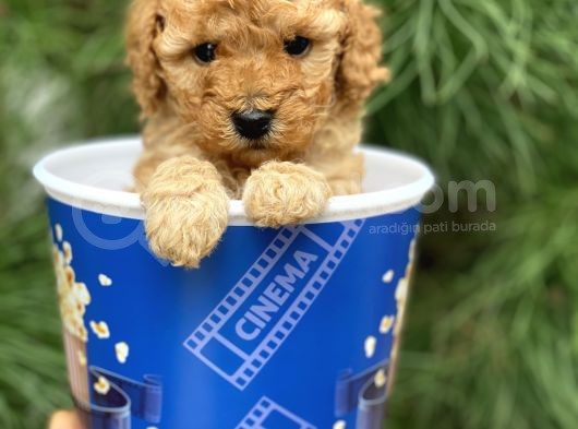 Toy Poodle Yavrular (Di̇şi̇&Erkek) görsel
