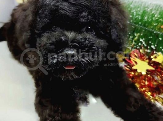 Safkan Disi Erkek Black Toy Poodle Yavrularimiz görsel