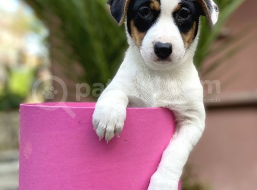 Kısa Bacak Jack Russel Yavrular görsel