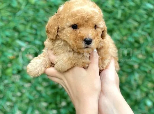 Anne Altından Toy Poodle Yavruları