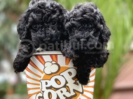 Toy Poodle Yavrular (Di̇şi̇&Erkek)