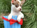 Xxs Chihuahua Yavrular