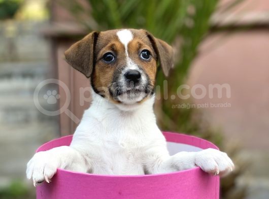 Kısa Bacak Jack Russel Yavrular görsel