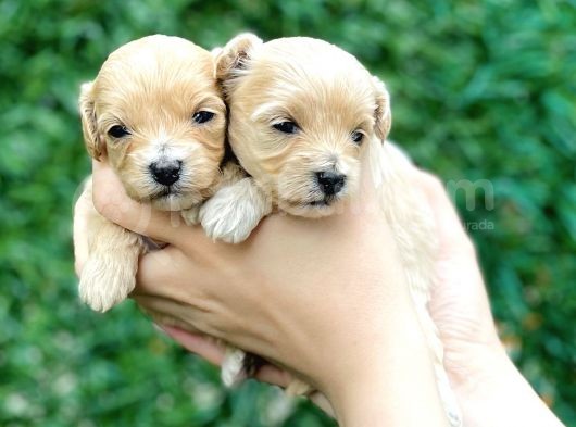 Türkiye’de Tek Gerçek Malti̇poo görsel