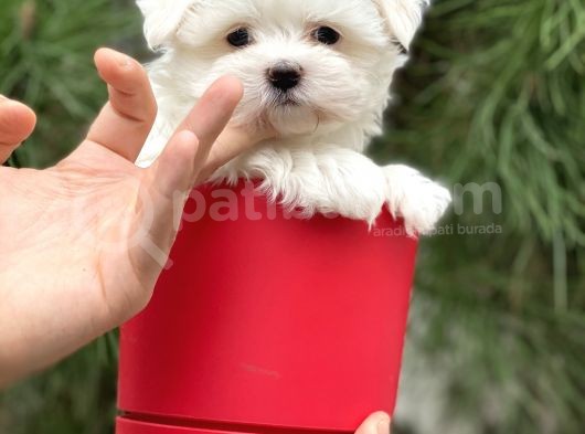 Gerçek Maltese Yavrular görsel
