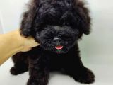 Safkan Disi Erkek Black Toy Poodle Yavrularimiz