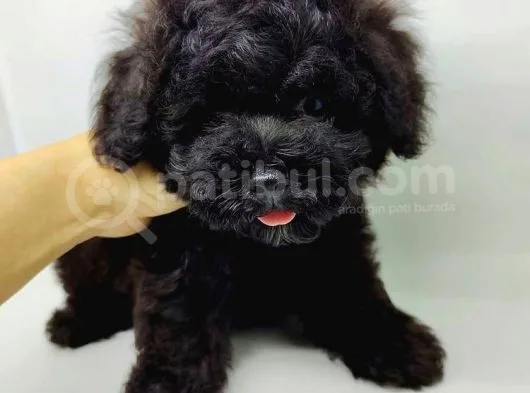 Safkan Disi Erkek Black Toy Poodle Yavrularimiz