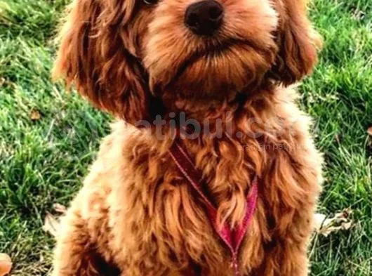 Show Kali̇te Safkan Red Toy Poodle Yavrulari