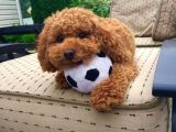 Show Kali̇te Safkan Red Toy Poodle Yavrulari