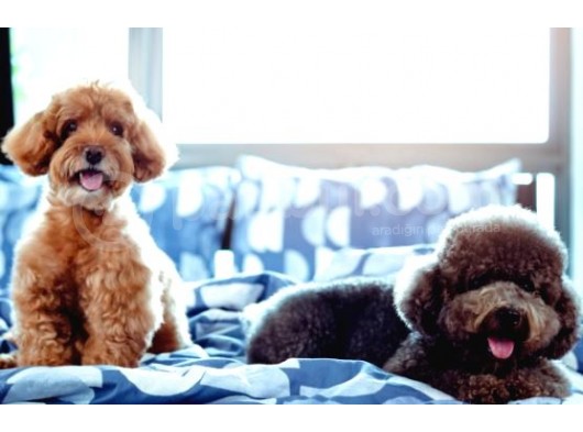 Safkan Toy Poodle görsel