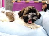 Shih-Tzu Bebeklerimiz