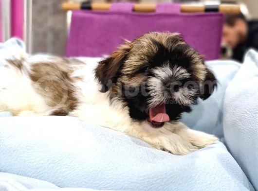 Shih-Tzu Bebeklerimiz görsel