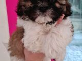 Safkan Shih-Tzu Yavrularimiz