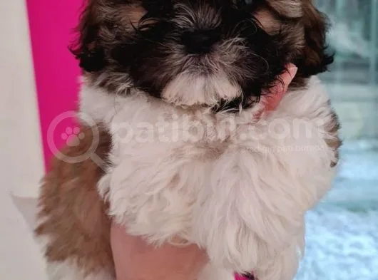 Safkan Shih-Tzu Yavrularimiz