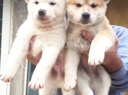 Akita Inu Japon Akita Yavruları Dost Pet görsel