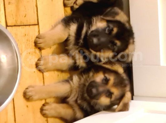 Alman Coban Kurdu Yavruları Dost Pet görsel