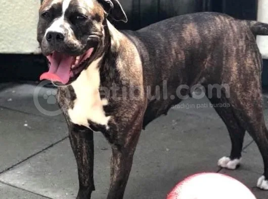 American Bull Yavruları Dost Pet