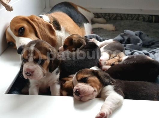 Beagle Yavruları Dost Pet görsel