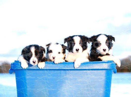 Border Collie Yavruları Dost Pet görsel