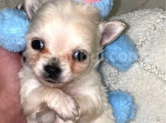 Chihuahua Yavruları Dost Pet