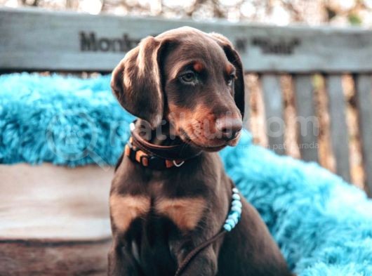 Doberman Yavruları Dost Pet görsel