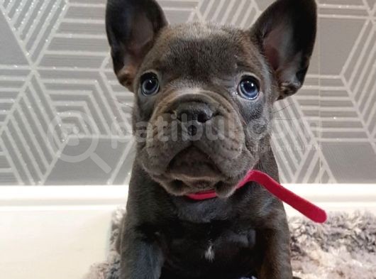 French Bulldog Yavruları Dost Pet görsel