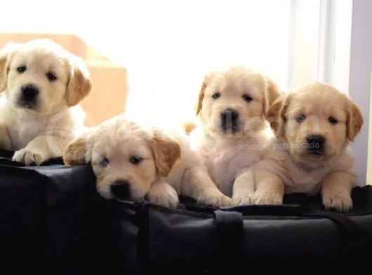 Golden Retriever Yavruları Dost Pet