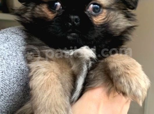 Pekinez Yavruları Dost Pet görsel