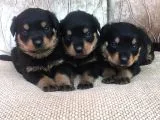 Rottweiler Yavruları Dost Pet