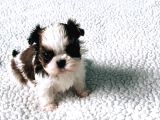 Shih Tzu Yavruları Dost Pet