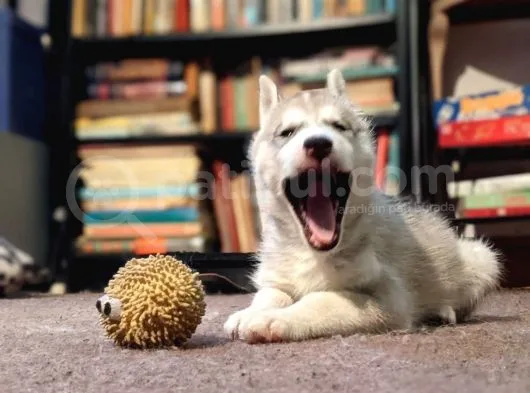 Sibirya Kurdu Husky Yavruları Dost Pet