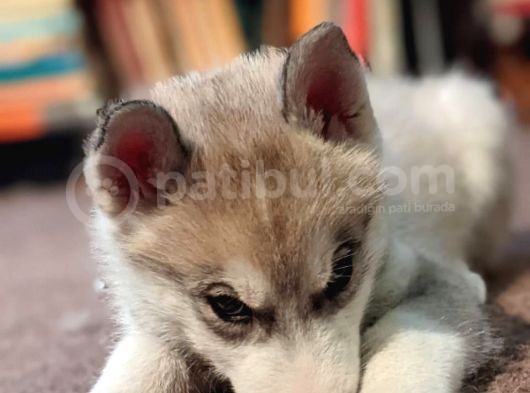 Sibirya Kurdu Husky Yavruları Dost Pet görsel