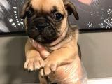 French Bulldog Yavruları