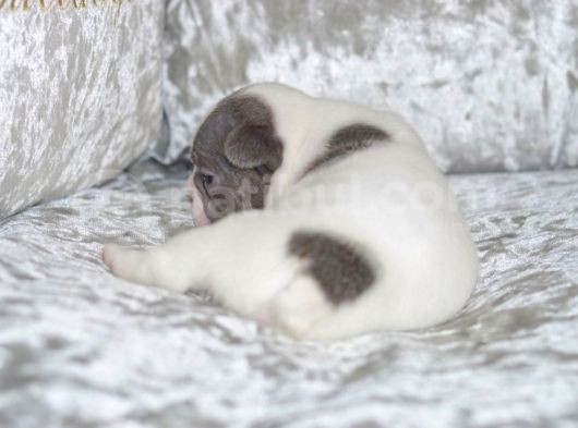 French Bulldog Yavruları Dost Pet görsel