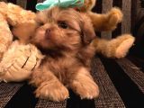 Shih Tzu Yavruları Dost Pet