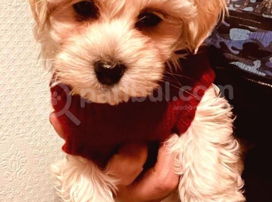 Maltipo Yavruları Dost Pet görsel