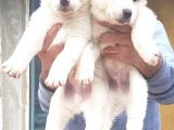 Akita Inu Japon Akita Yavruları Dost Pet