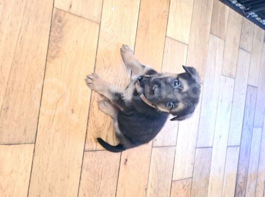 Alman Coban Kurdu Yavruları Dost Pet görsel