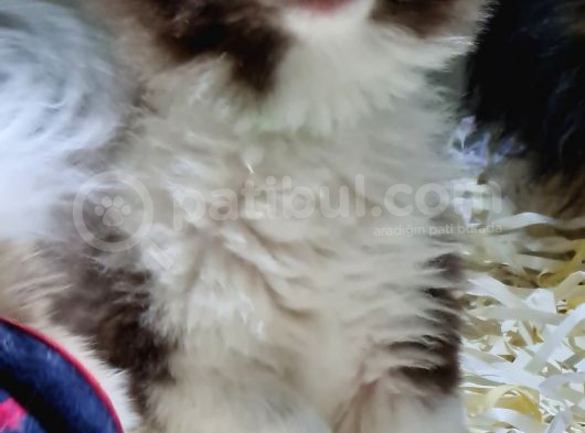Pomerani̇an Oğlumuz görsel